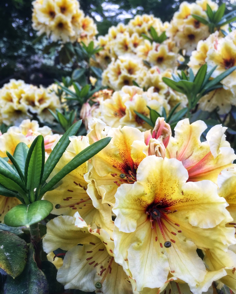 yellow rhododendron flowers