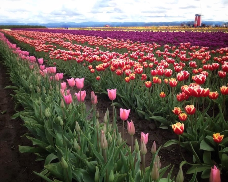 rows of tulips in a field with windmill in background